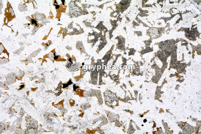 Gabbro LPNA x3,5 - gryphea.com